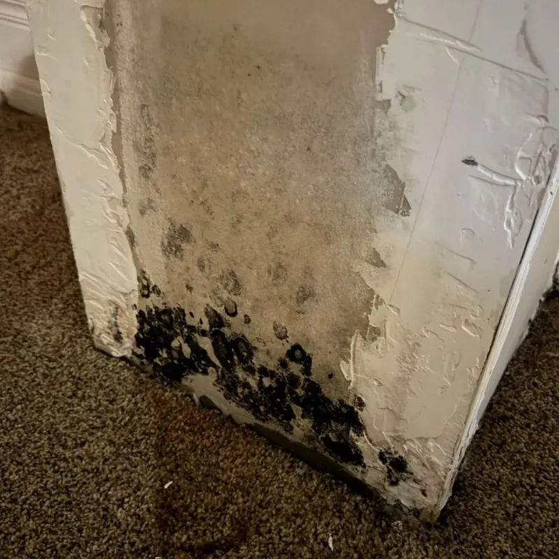 Professional Mold Removal in Shoreview, MN